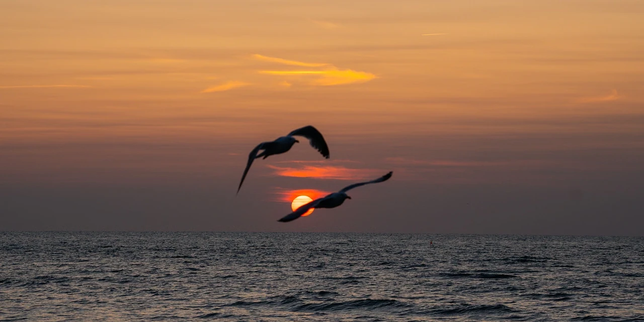 Two seabirds in silhouette crossing the setting sun above the sea