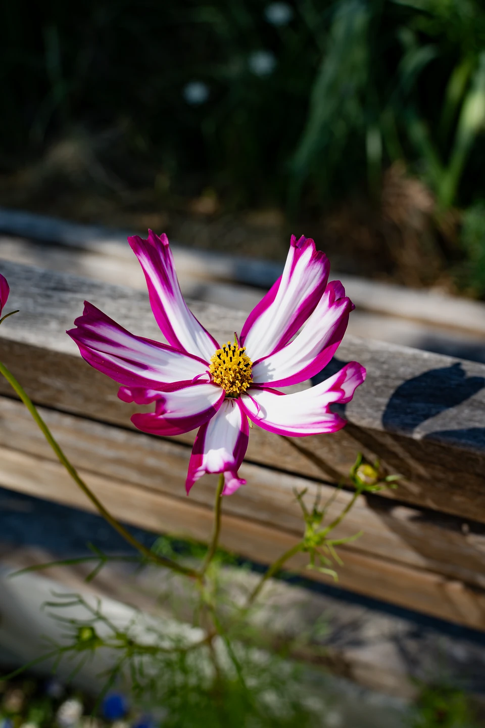 A single white flower edged in magenta, its yellow centre lit against weathered wooden planks