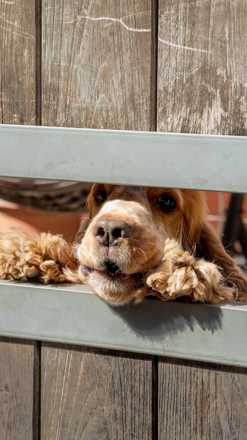 A golden-haired dog peering through a gap in a wooden fence, shaggy paws on the rail