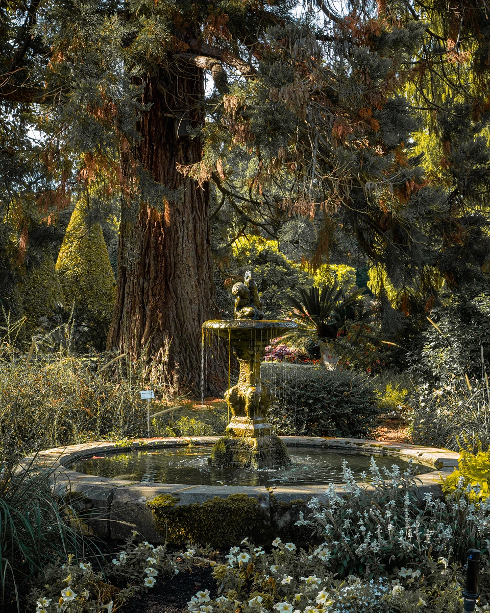 A moss-covered stone fountain under a towering red-barked tree, white flowers in the foreground