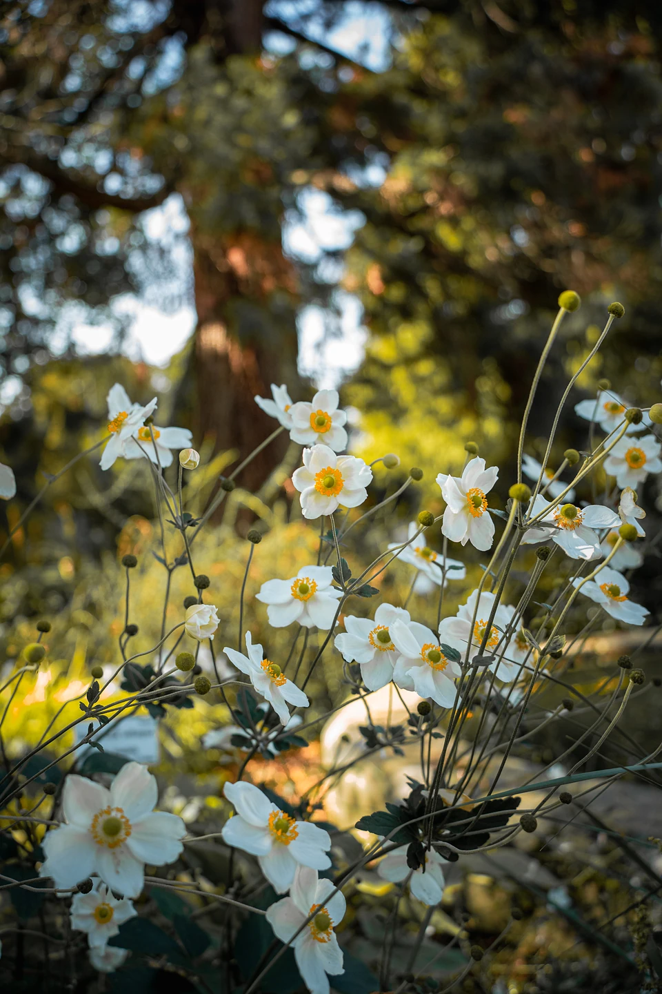 White flowers with yellow centres on tall slender stems, a great tree trunk blurred behind
