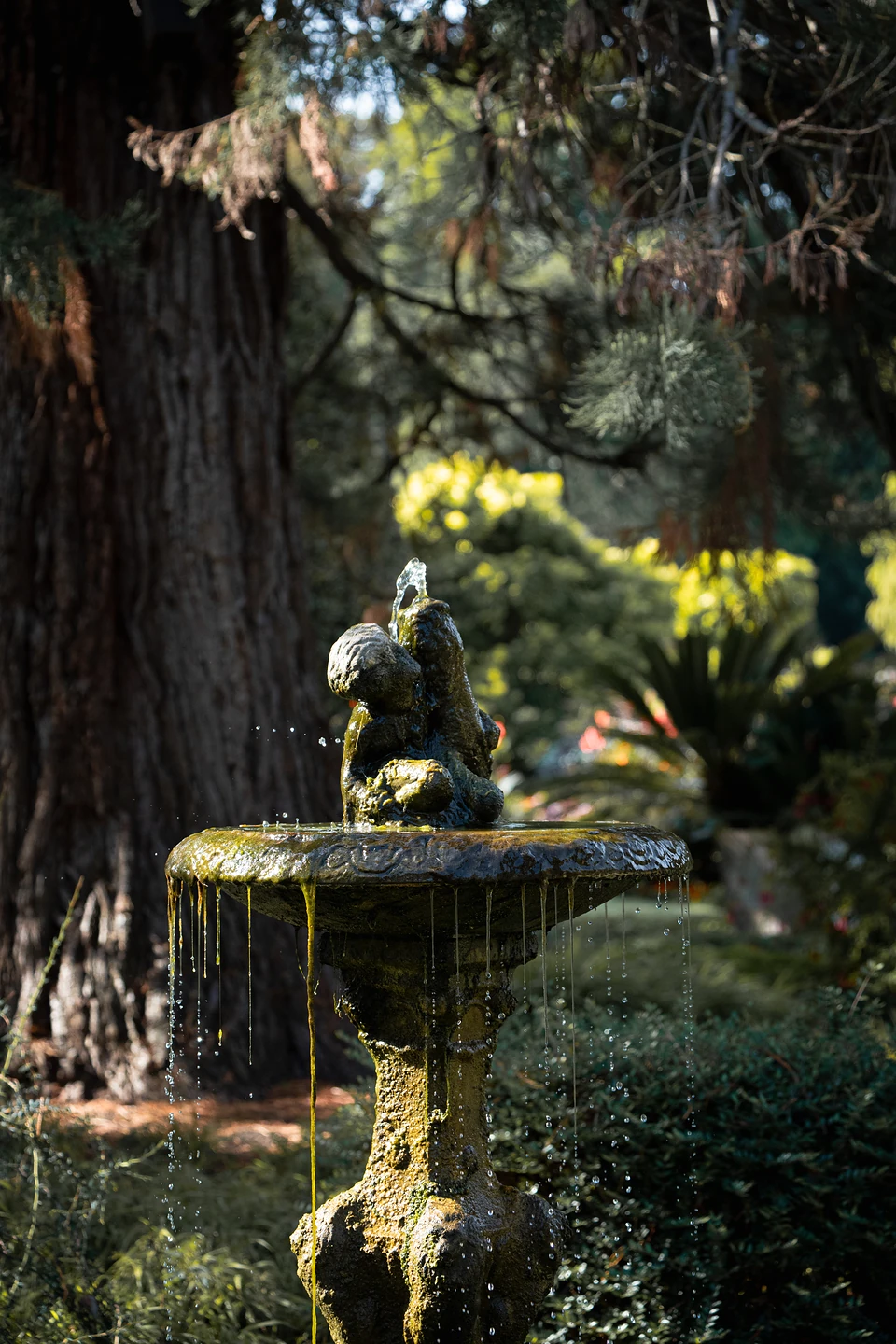 Water dripping from the rim of the mossy fountain, a small carved figure on top