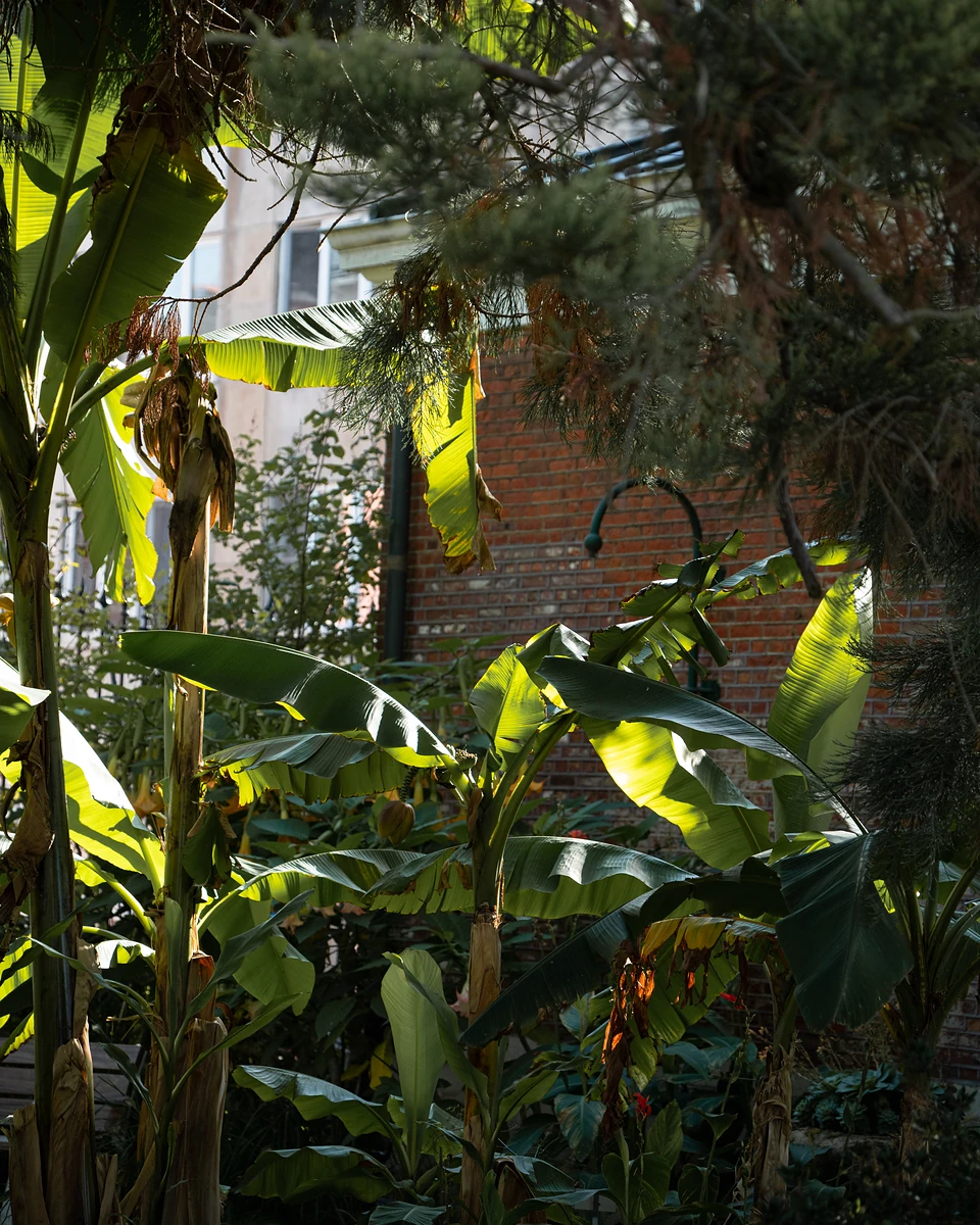 Broad banana-like leaves catching the sun in front of a red-brick wall
