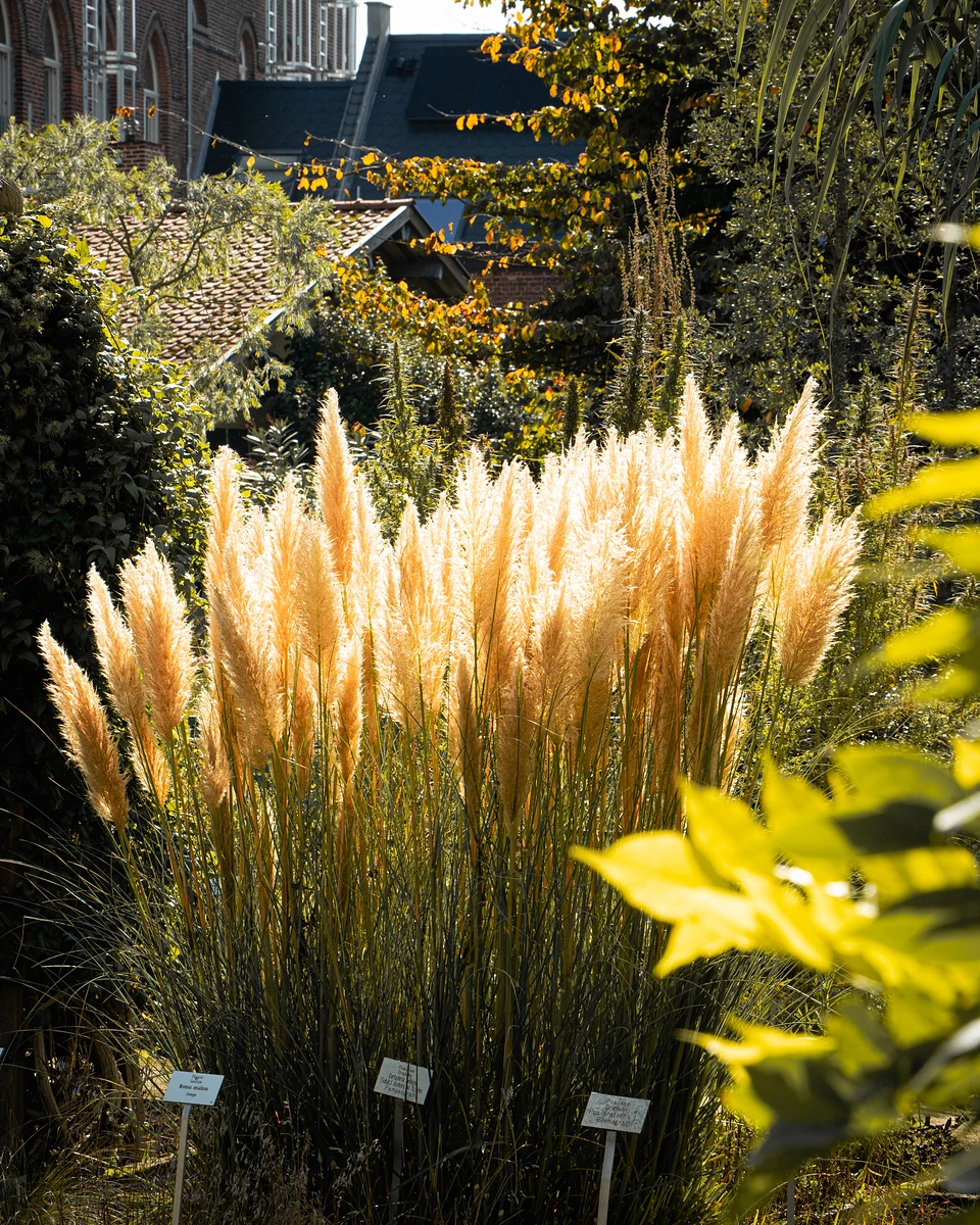Tall feathery plumes of ornamental grass lit from behind, plant labels at their feet