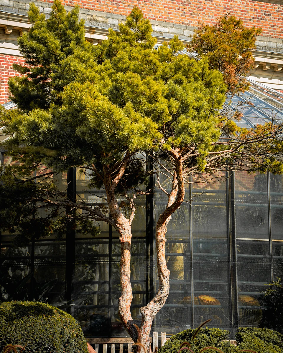 A small conifer with twisting pale trunks in front of the glasshouse windows