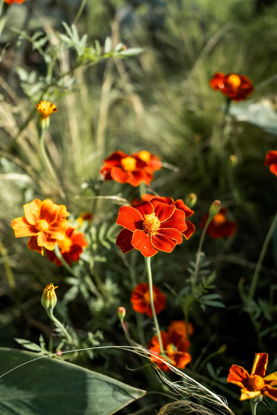 Small red and orange flowers with yellow centres among fine grasses in low sun