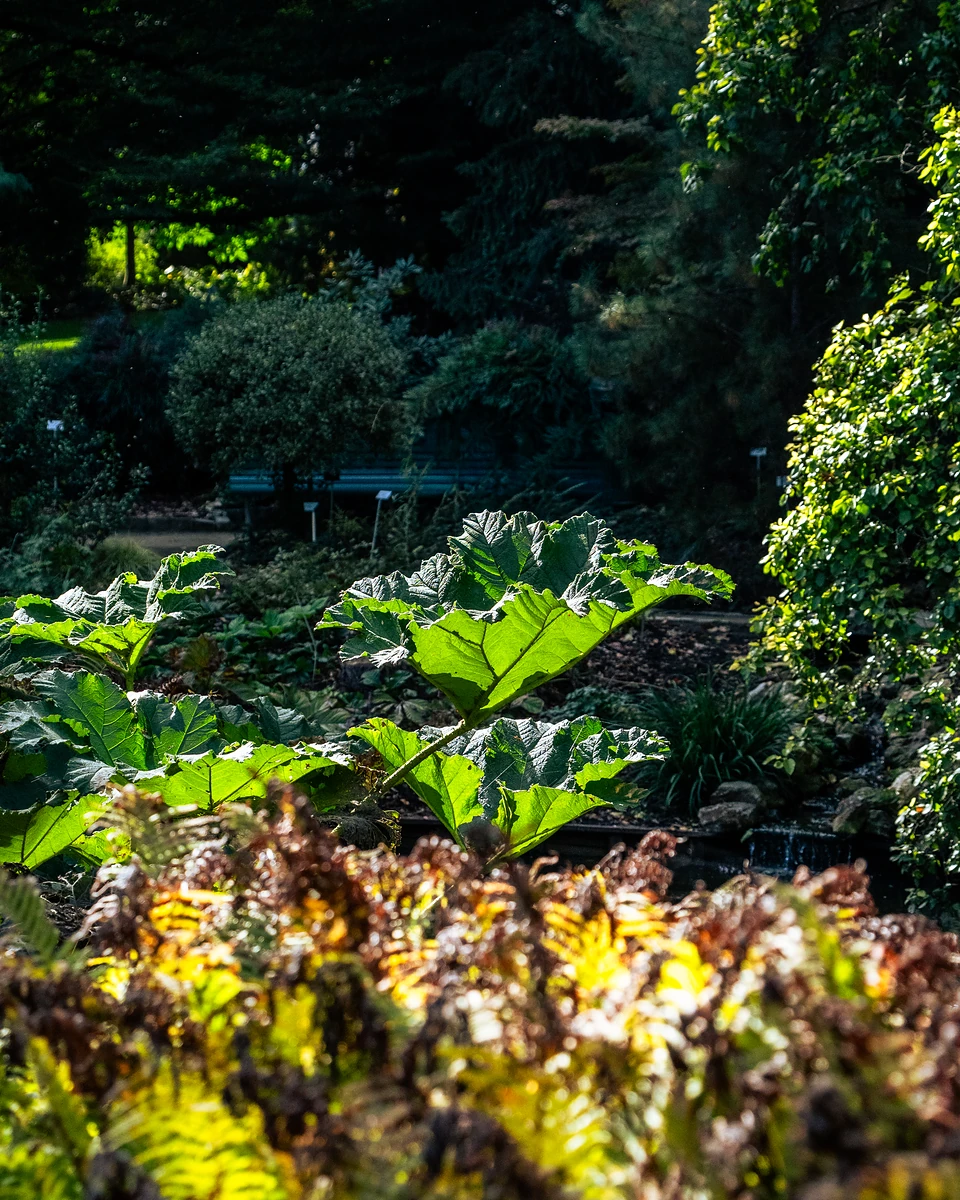 Giant rough-edged leaves lit by the sun above bronze ferns, a bench in the shade beyond