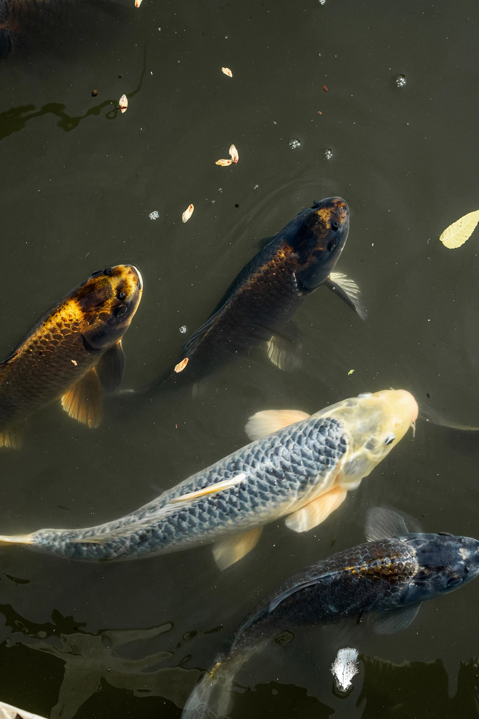 Four koi seen from above in dark water, one pale silver among darker fish