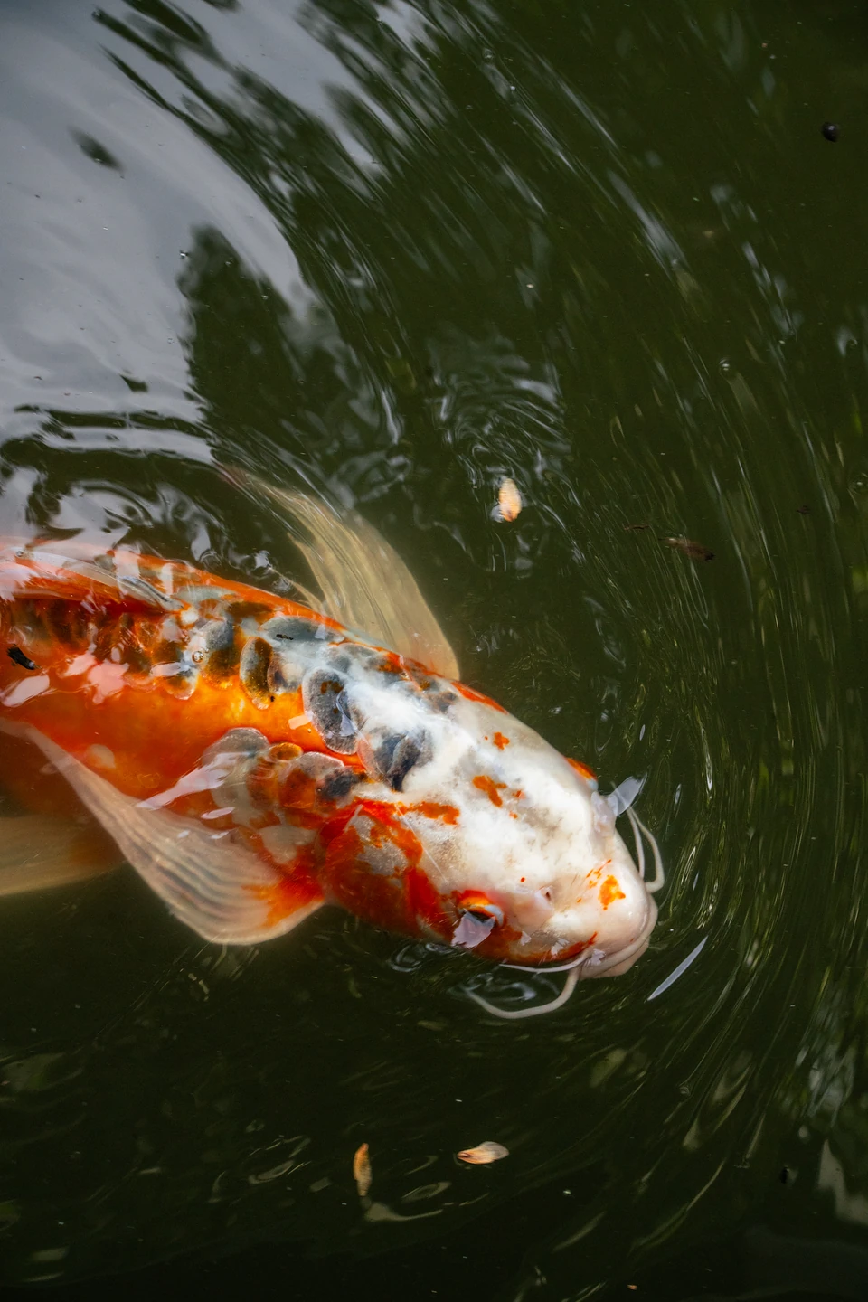 An orange, white and black koi surfacing, ripples spreading around its mouth