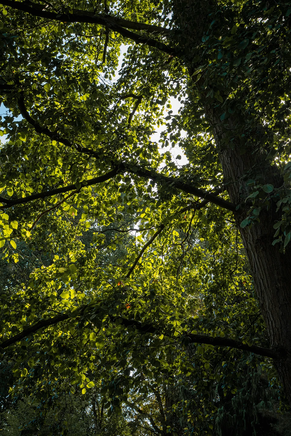 Looking up into a tree canopy, sunlight shining through layers of green leaves