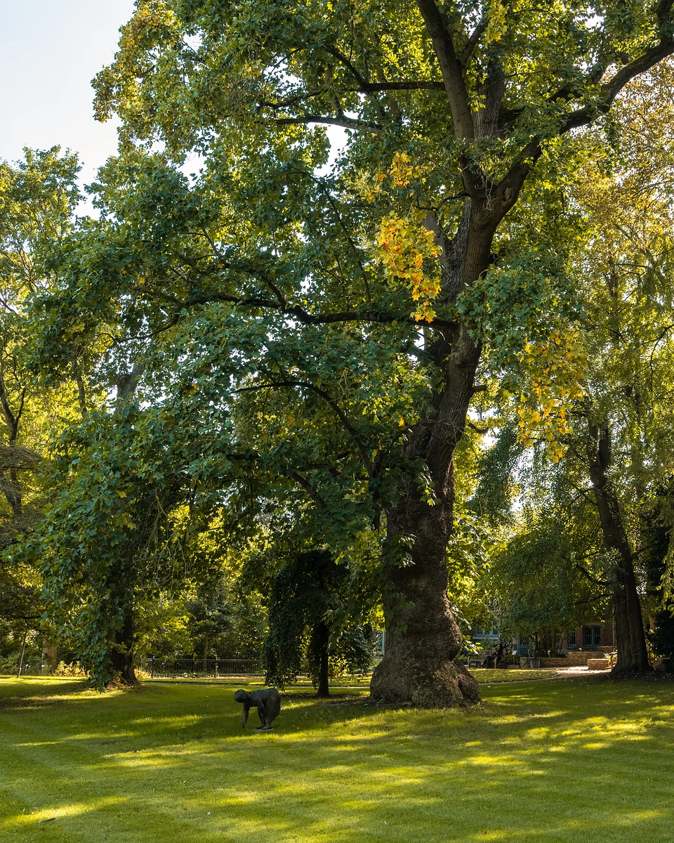 A broad old tree on a sunlit lawn, a small sculpture of a stooping figure below
