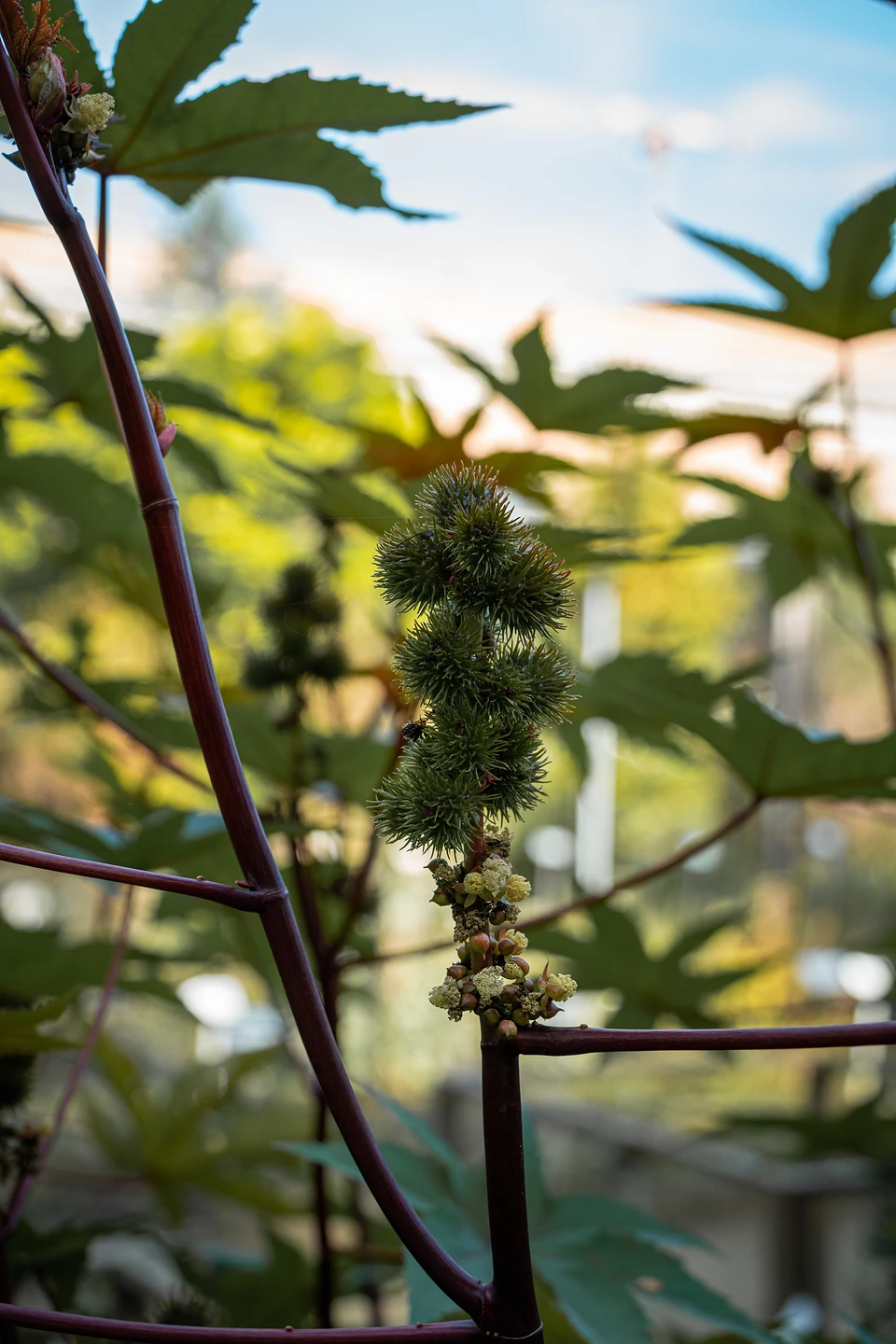 Spiky green seed pods on a dark red stem, star-shaped leaves against the sky