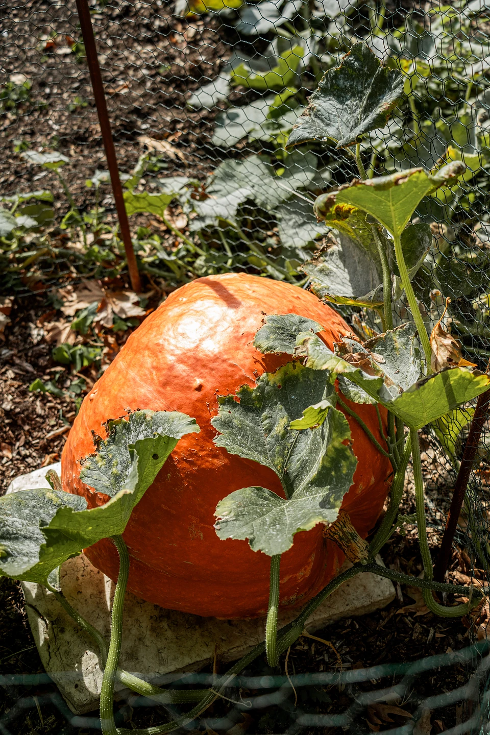 A large orange pumpkin resting on a stone slab among its leaves, behind chicken wire