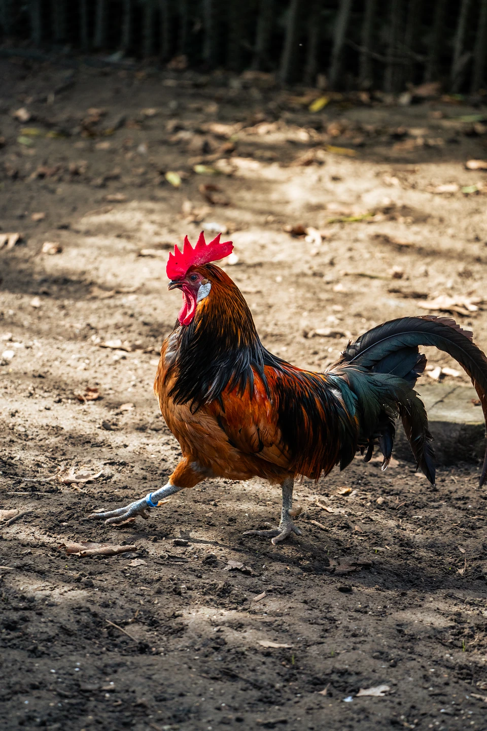 A rooster with a red comb and dark green tail feathers striding across bare earth