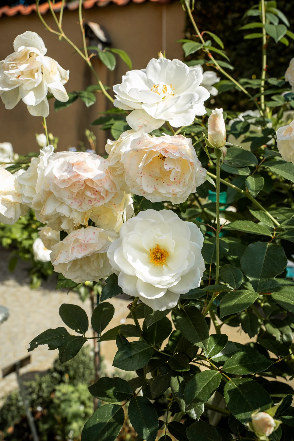 Creamy white roses, some flecked with pink, on a sunlit climbing stem