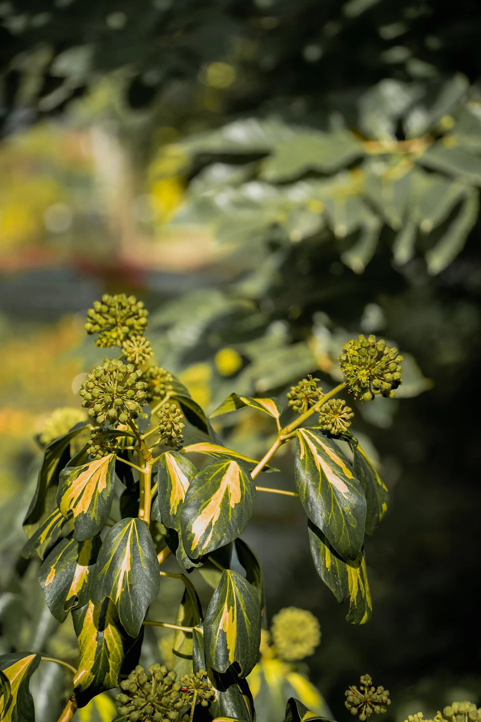 Glossy green and yellow variegated leaves with round clusters of green buds