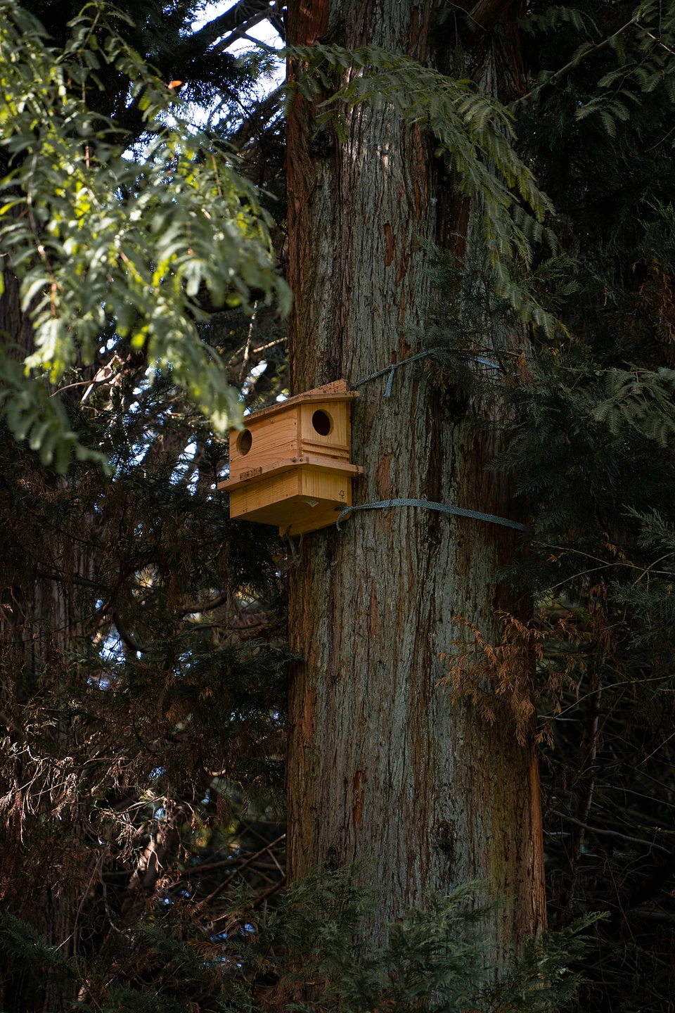 A wooden nest box strapped to a tall red-barked trunk among dark conifer branches