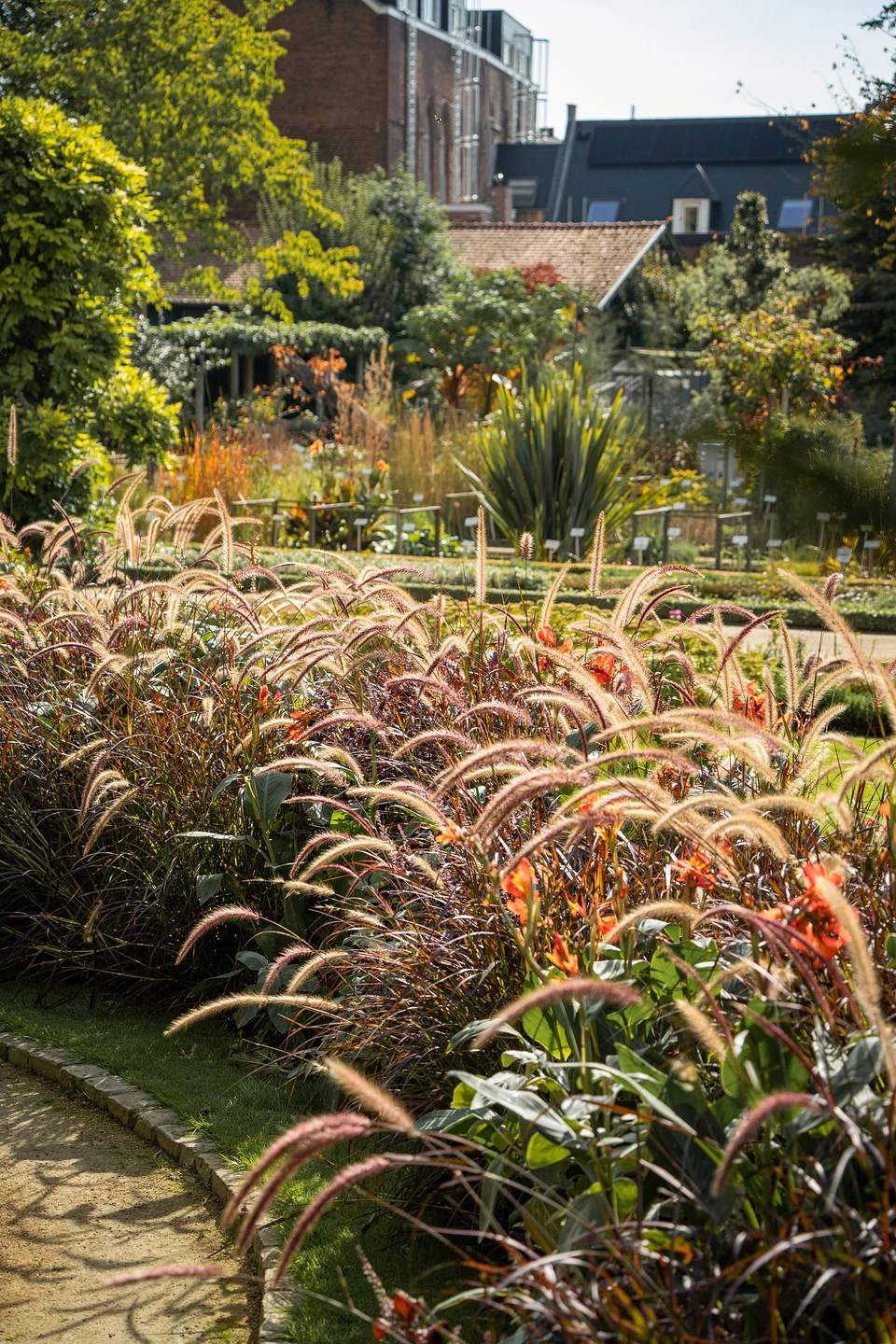 A border of feathery purple grass plumes and orange flowers, brick houses and rooftops behind