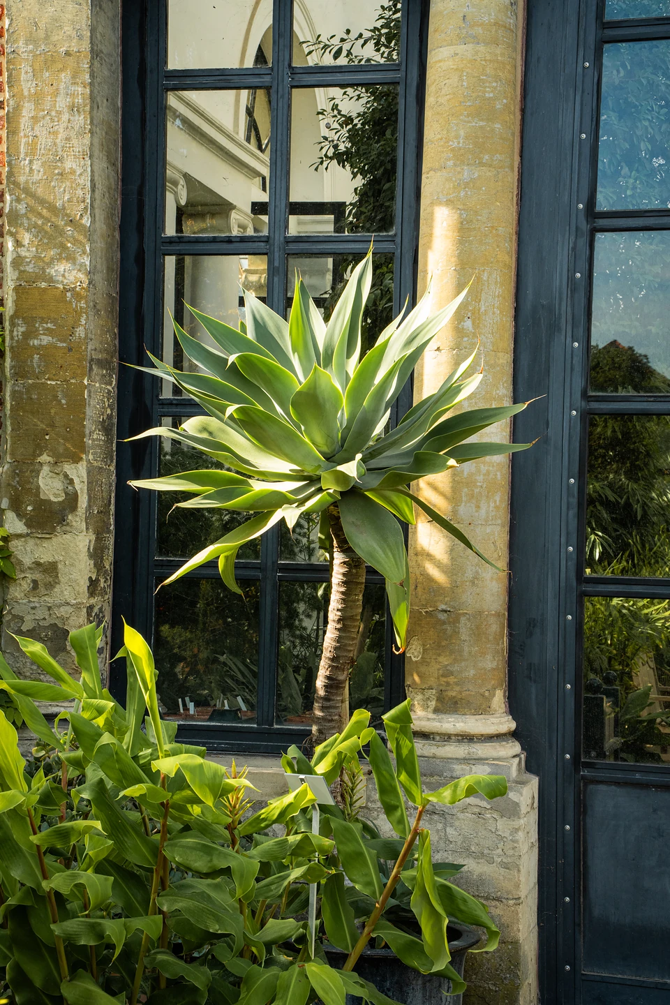 A spiky rosette plant on a slender trunk against dark-framed glasshouse windows