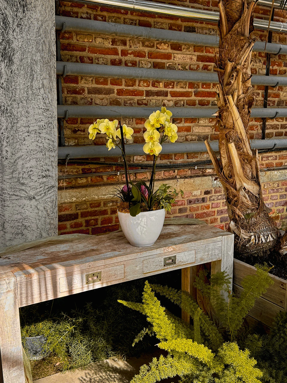 A yellow orchid in a white pot on a weathered wooden table against a brick wall