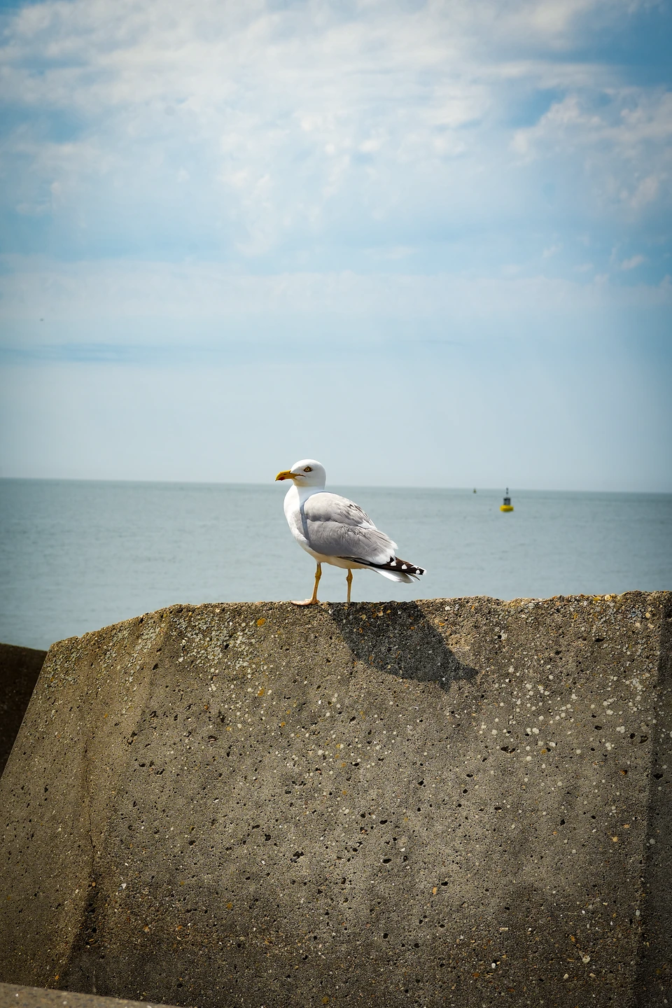 A gull standing on a concrete breakwater block, calm sea and a yellow buoy behind